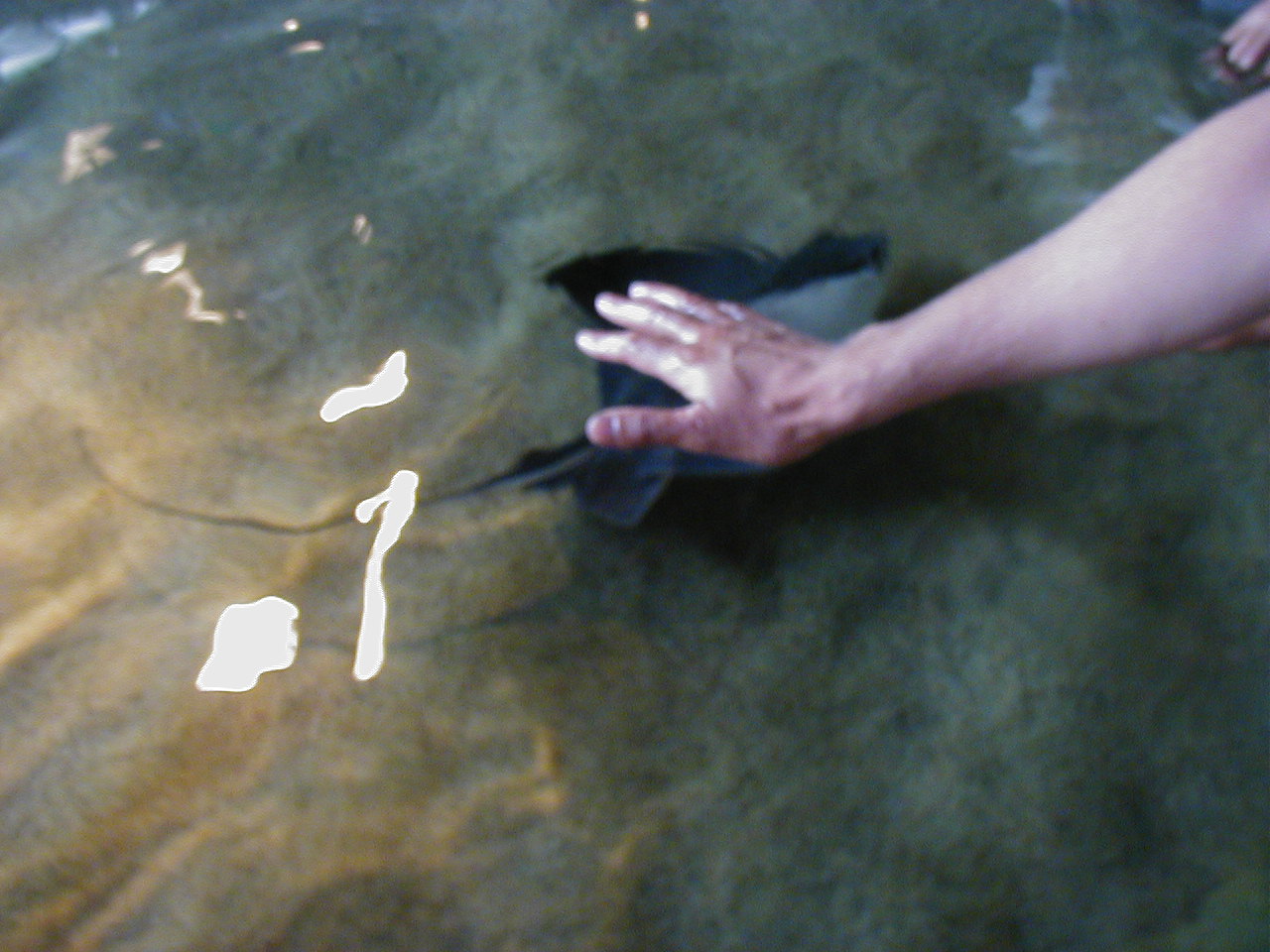 Touching Manta Rays Monterey Bay Aquarium 2002.JPG  